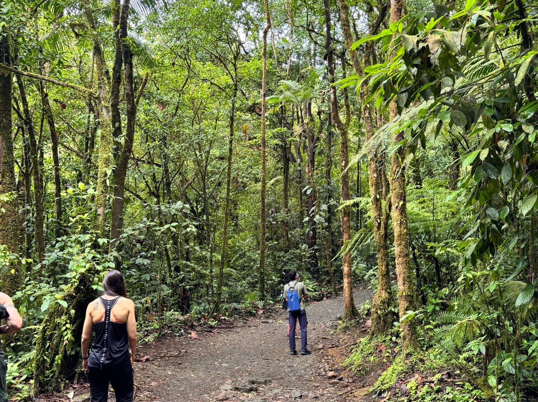 Sloth Watching Trail-福德圣卡洛斯必去景点