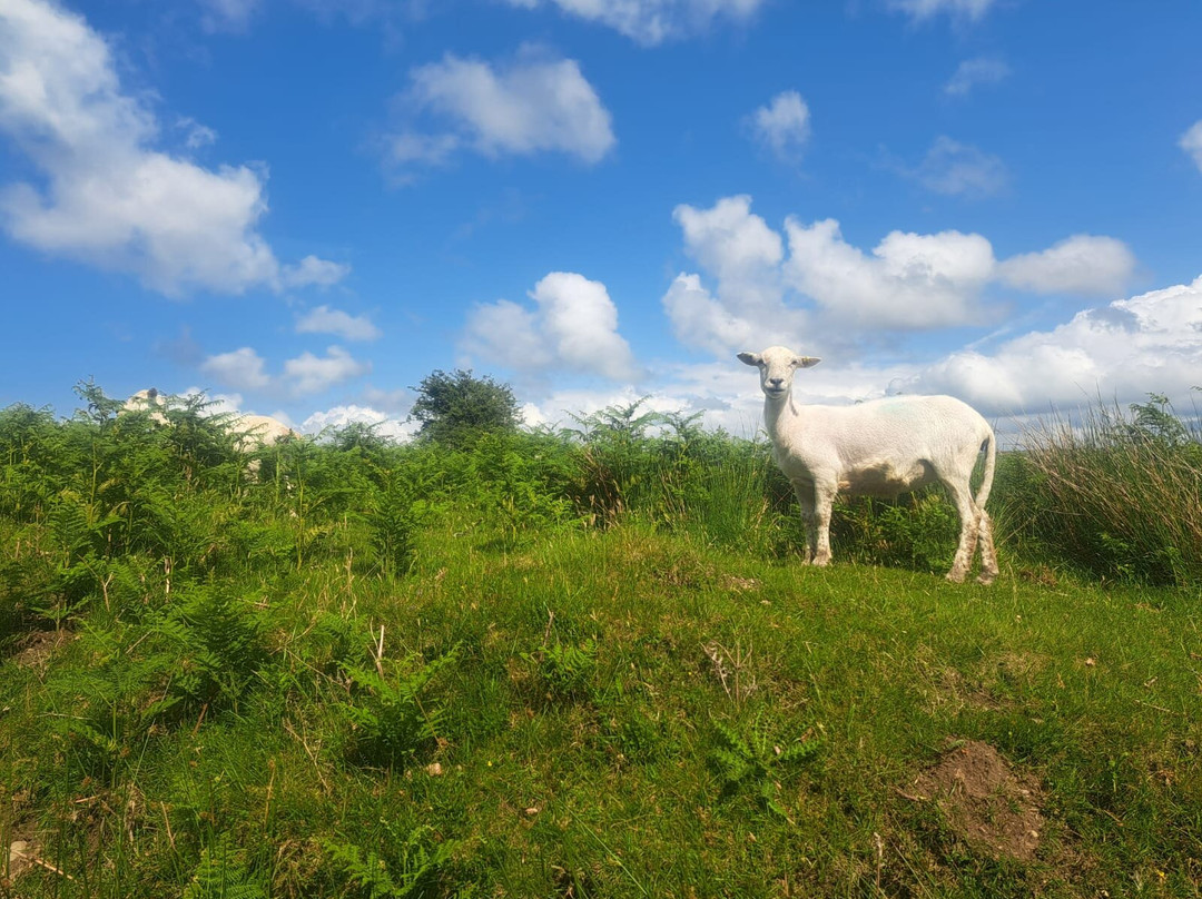 Discovery Tours of Exmoor-Porlock必去景点