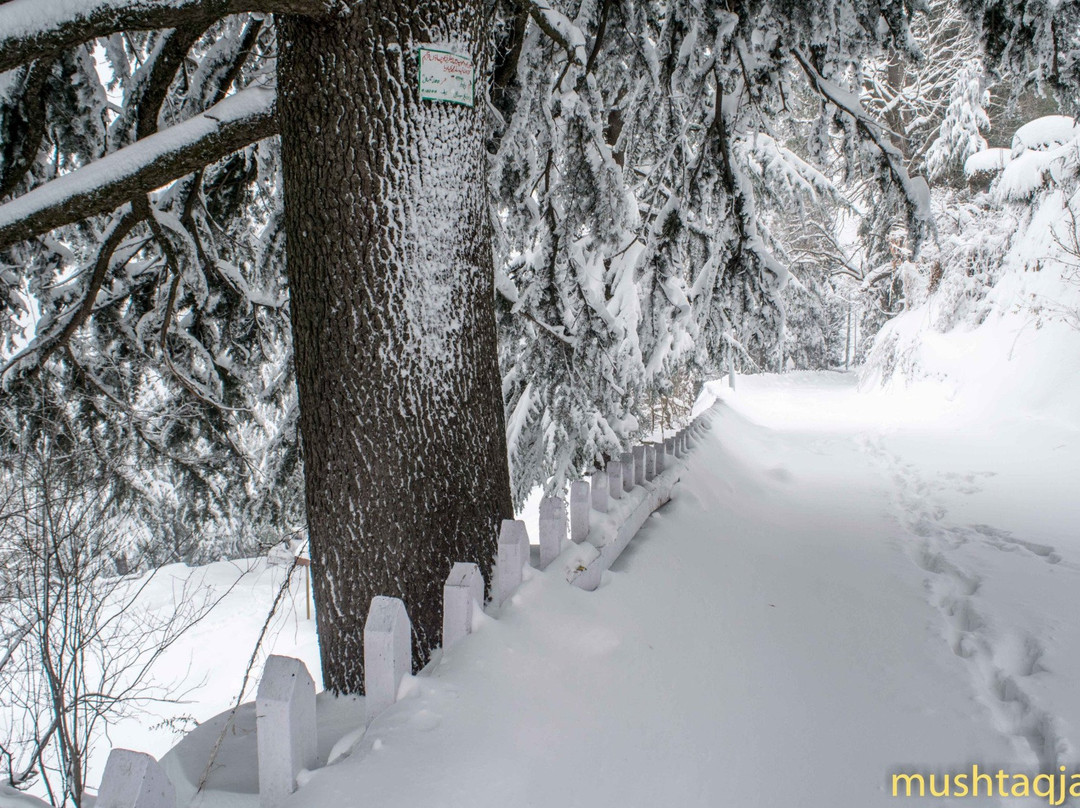 null-Murree