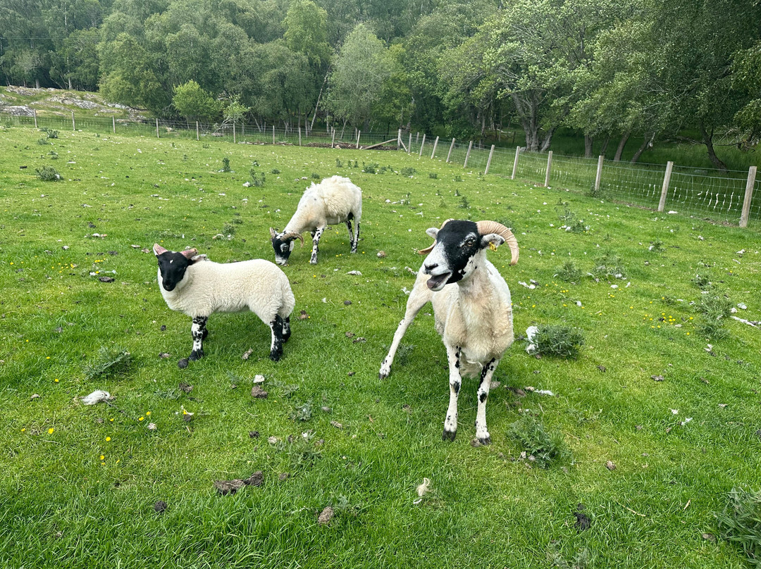 Working Sheepdogs-Kincraig必去景点