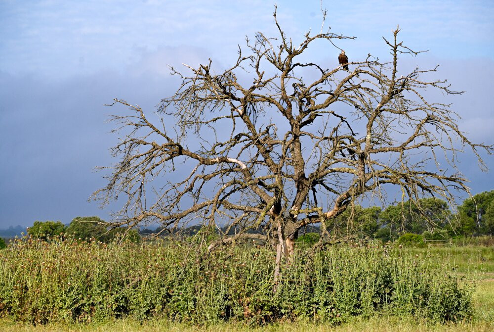 Discovering Donana-El Rocio必去景点