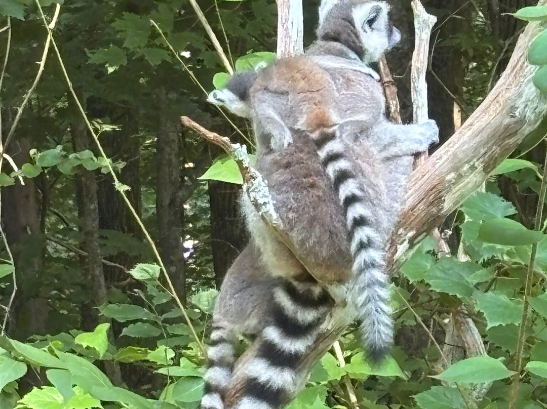 Duke Lemur Center-达勒姆必去景点