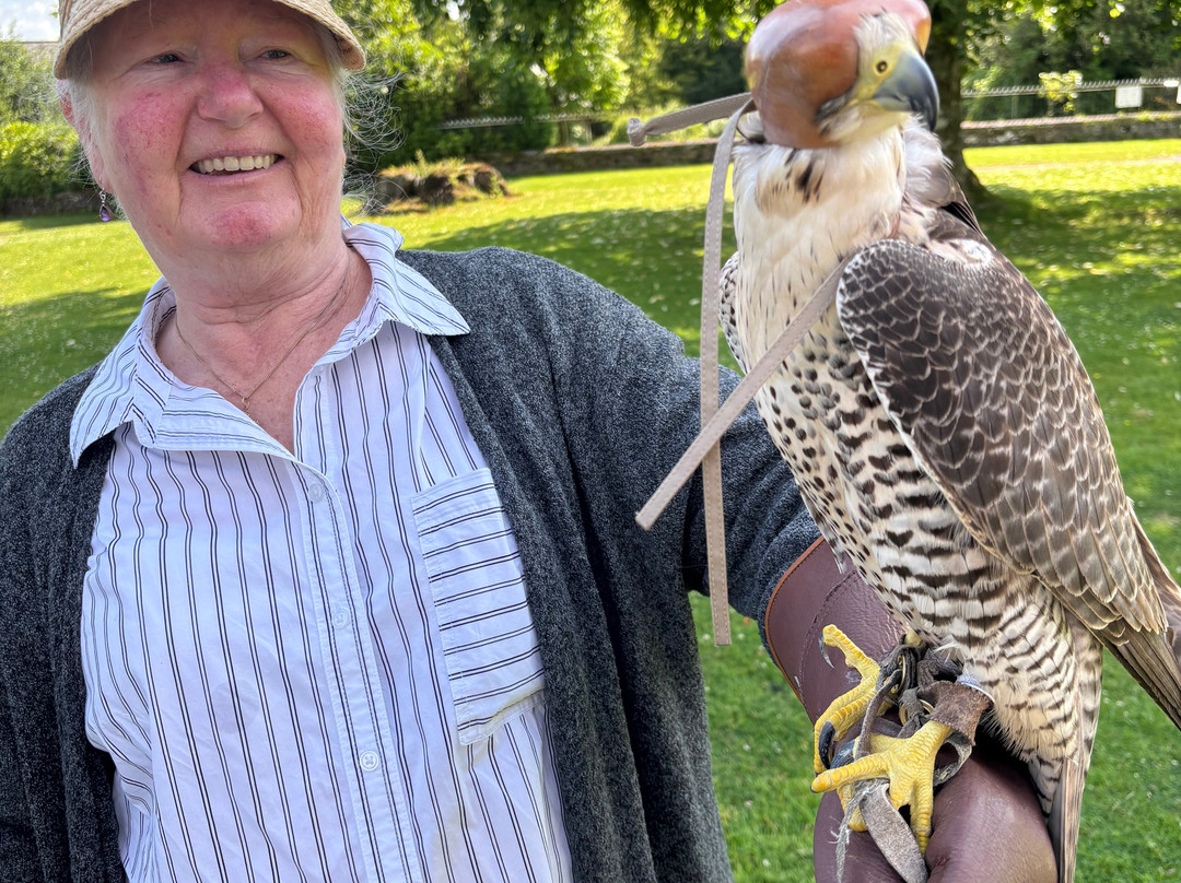 Carmarthenshire Falconry-喀麦登必去景点