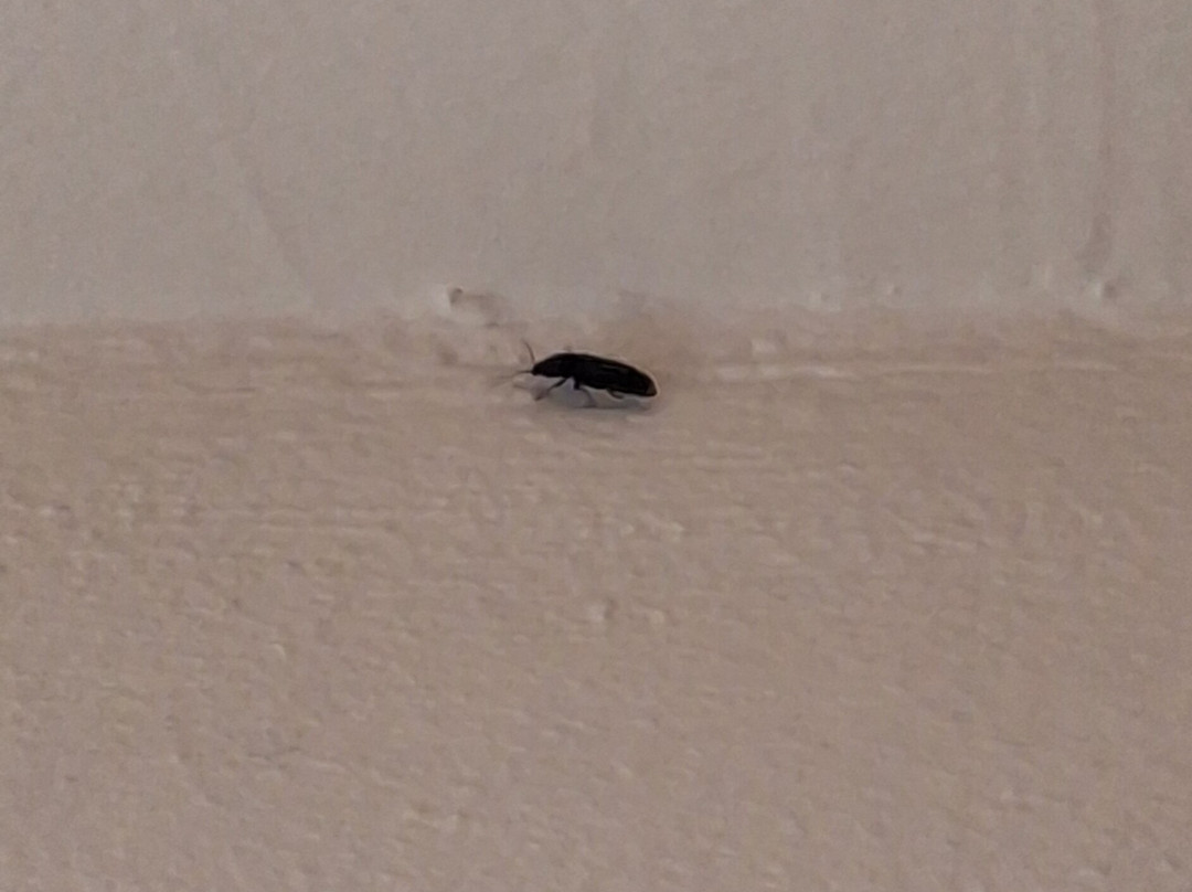 Esmeralda Hotel主图