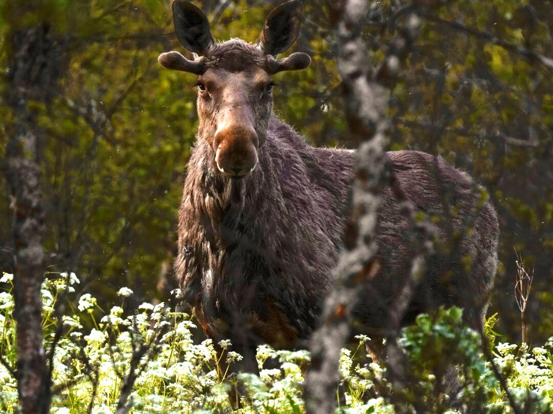 Vesterålen Tours-Sortland必去景点