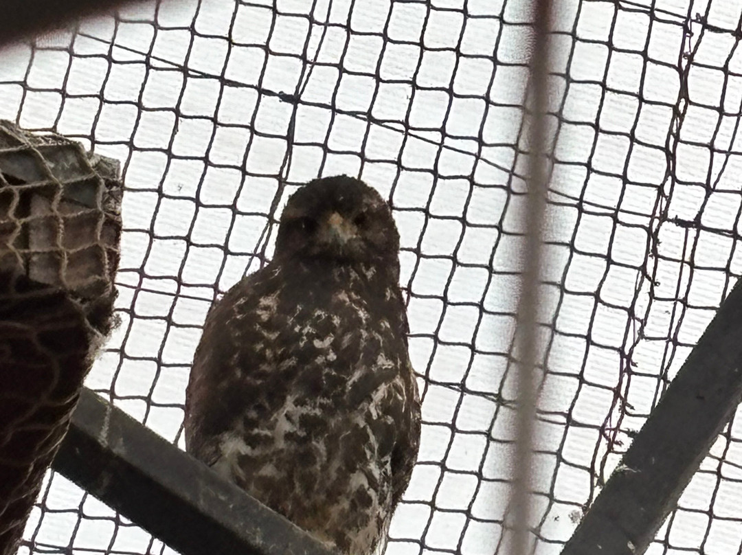 Refugio Animal Cascada-圣若泽迈坡必去景点