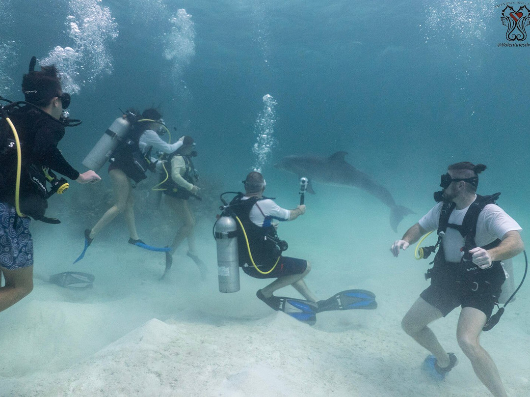 Valentine's Dive Center-哈勃岛必去景点