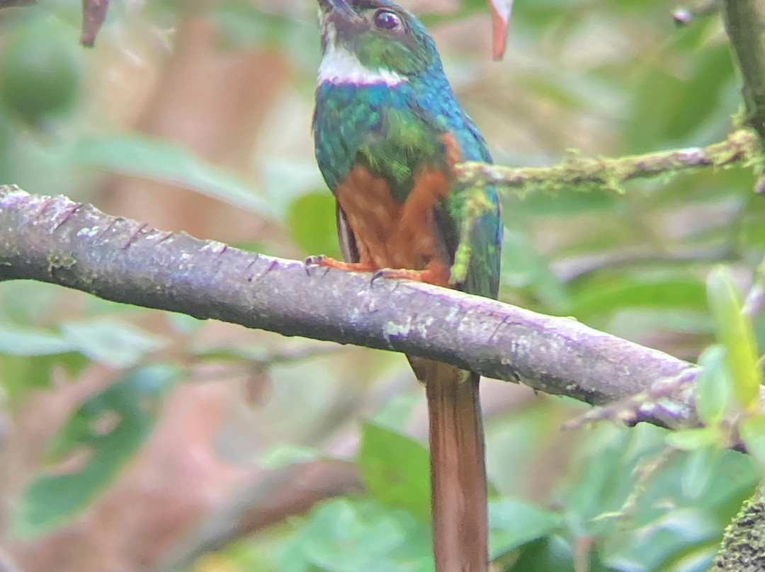 Mariposario Alas del Destino-圣卡洛斯必去景点