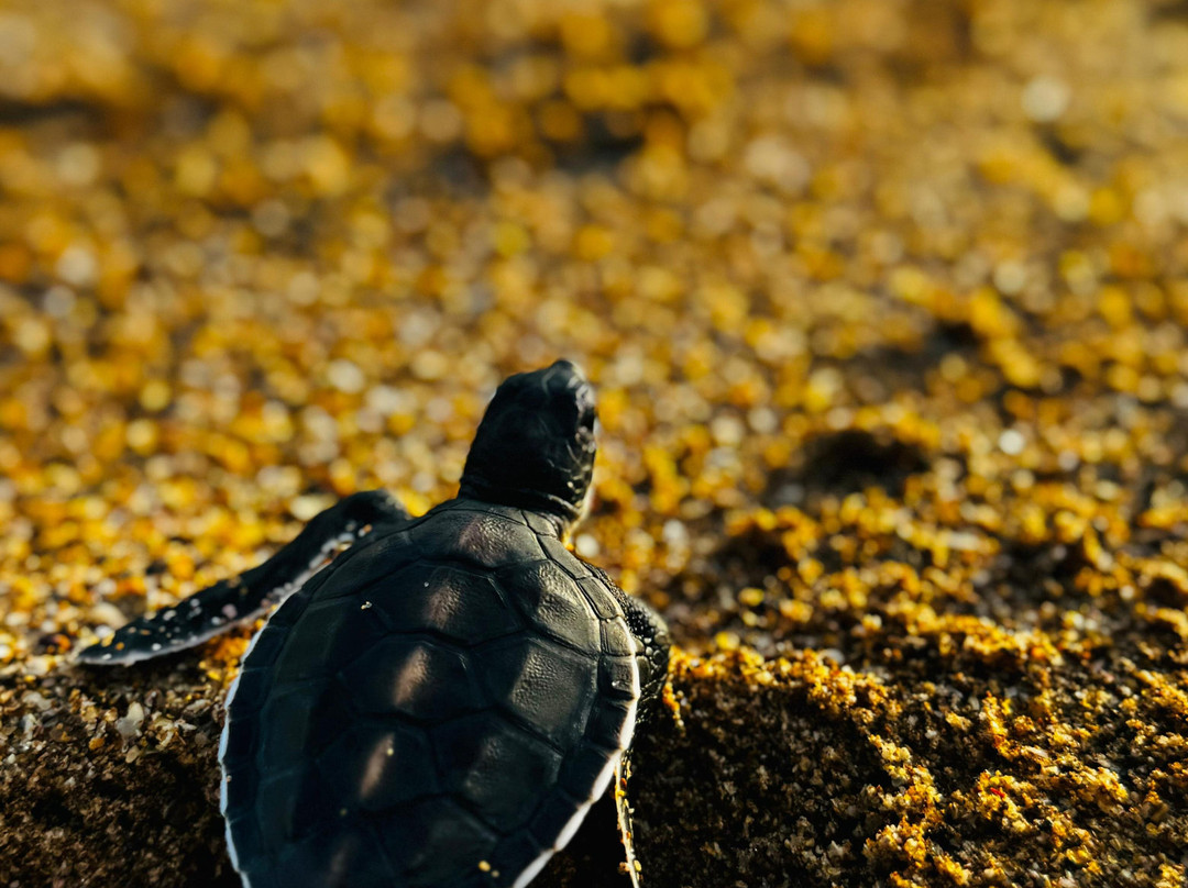 Sea Turtle Farm Galle Mahamodara-加勒必去景点