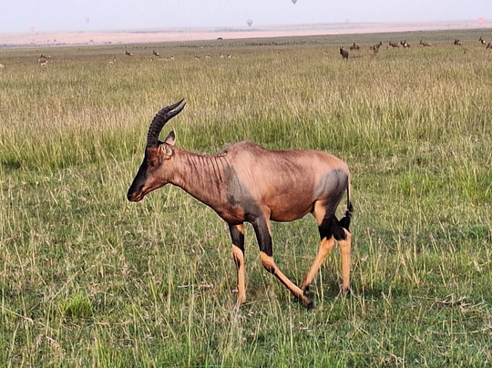 Afrikan Buffalo Wildlife Safaris-马林地必去景点