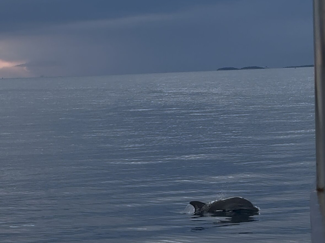 Burin Dolphin excursion Pula-普拉必去景点