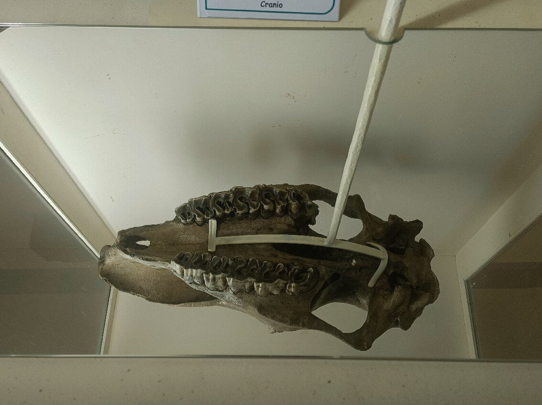 Museo Paleontologico E Archeologico Virginio Caccia-San Colombano al Lambro必去景点