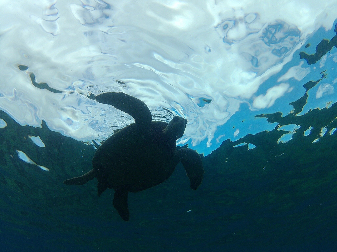 Shoreline Snuba-普卡兰尼必去景点