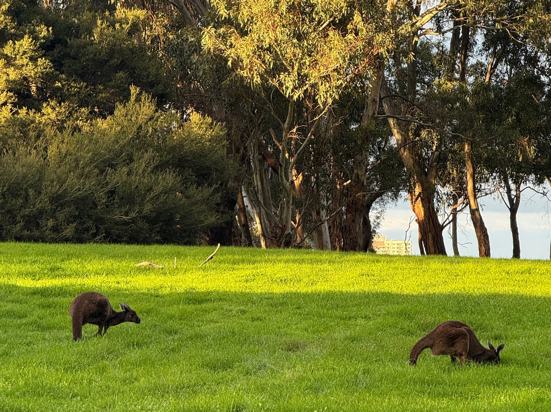 赫瑞森岛-珀斯必去景点