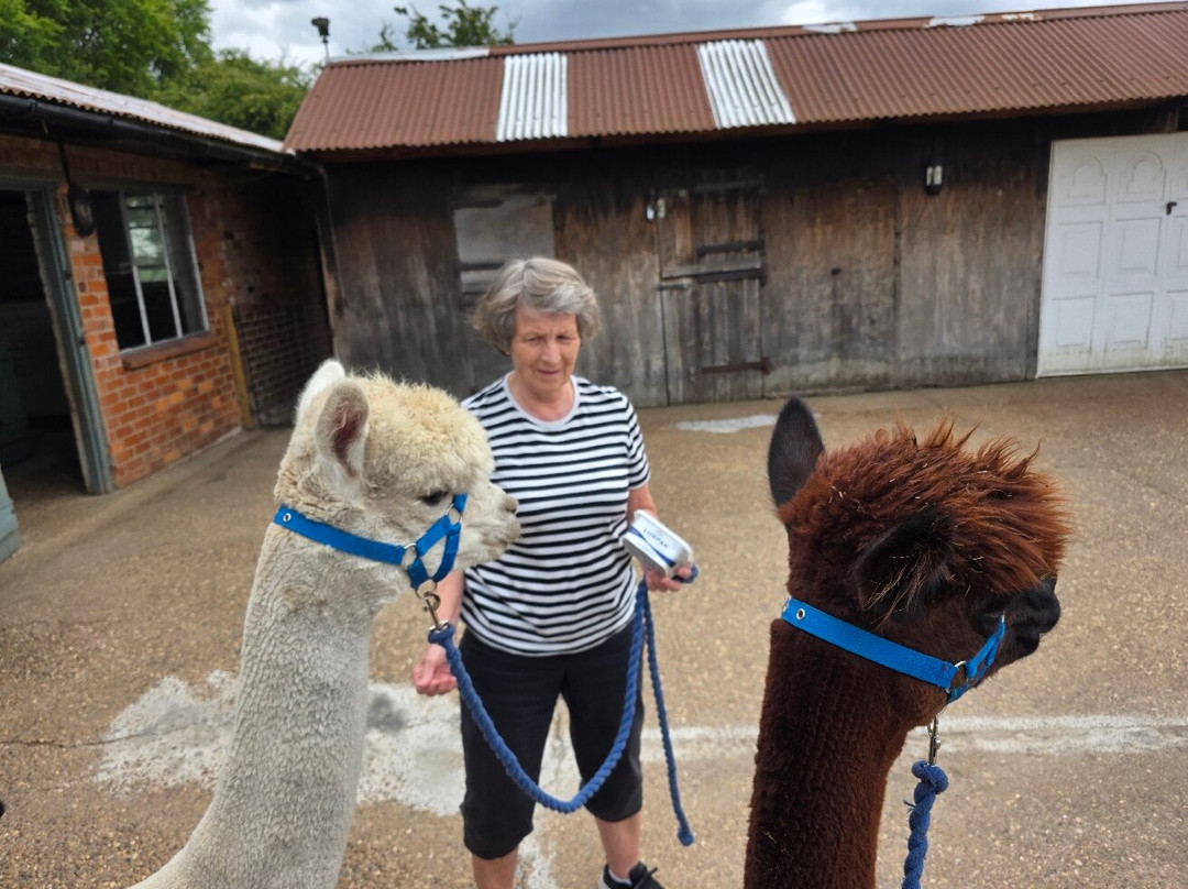 Westfield Alpacas-Barton-upon-Humber必去景点