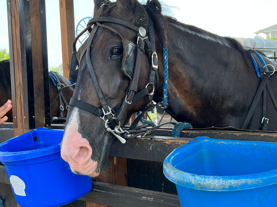 Aaron & Jessica's Buggy Rides-Bird in Hand必去景点
