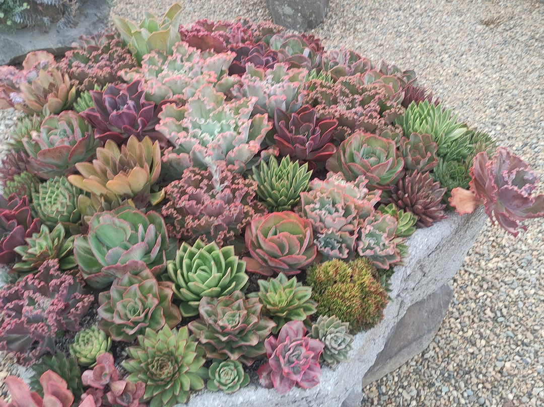 Greenhouse of Exotic Plants-Lazarevskoye必去景点