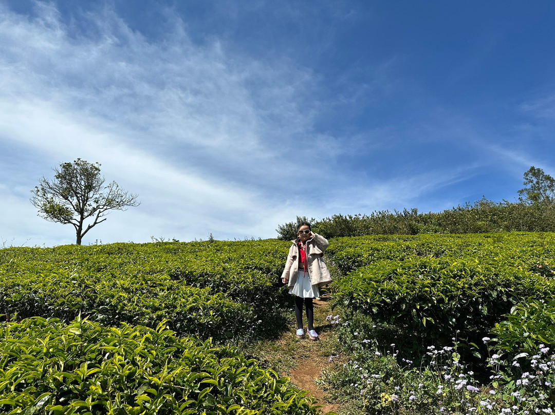 Cau Dat Tea Hill-大勒必去景点