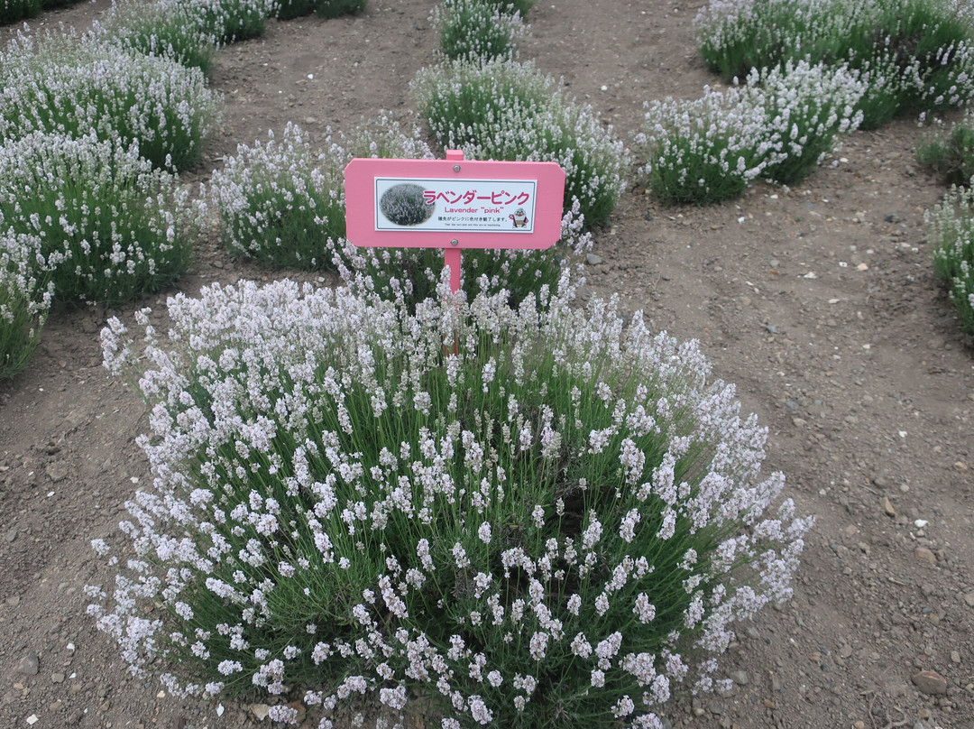 鄂霍次克流冰公园-纹别市必去景点