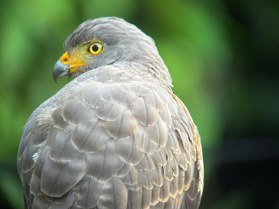 Rainforest Chronicles-希门尼斯港必去景点