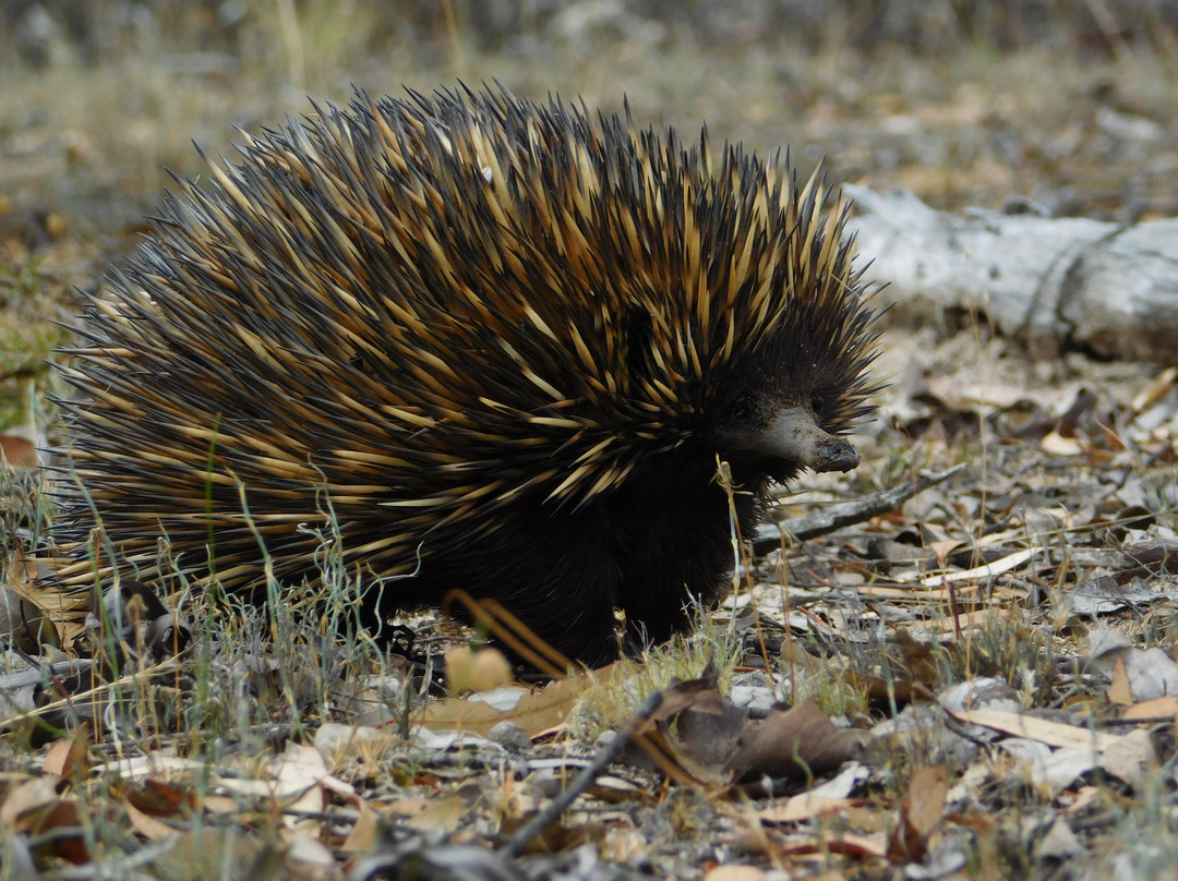 Kanyana Wildlife-Lesmurdie必去景点