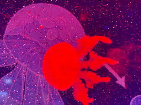 SEA LIFE Speyer-施派尔必去景点