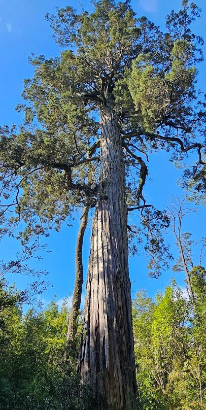 Monumento Natural Lahuen Nadi-蒙特港必去景点