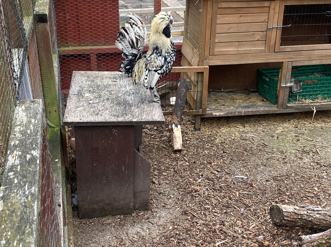 Brockswood Animal Sanctuary-Dudley必去景点