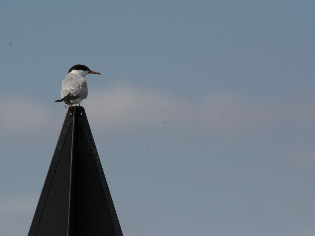 Lady Grace Essex Boat Trips-Brightlingsea必去景点