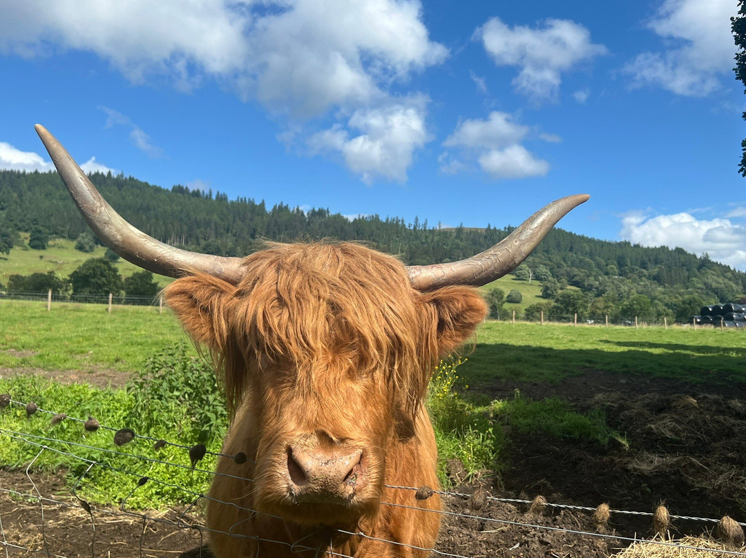Bruce's Scotland Tours-格拉斯哥必去景点