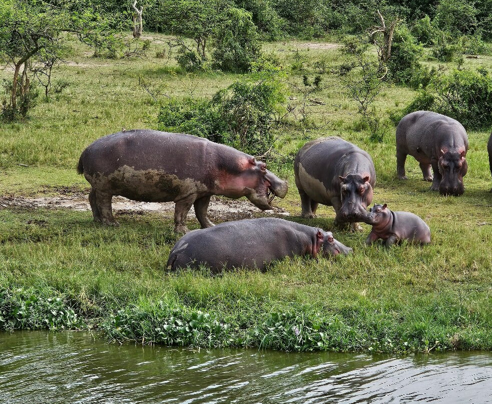 Pinnacle Africa-坎帕拉必去景点