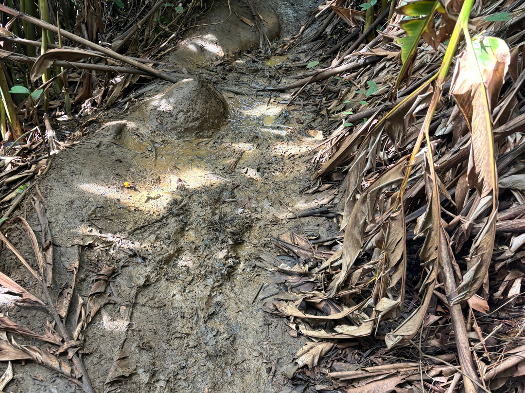 Saut de la Lézarde-Petit-Bourg必去景点