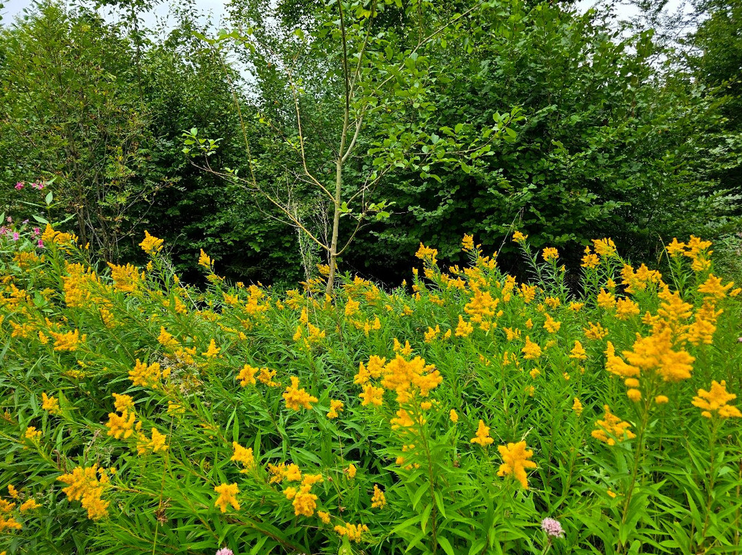 Irseer Klosterbraeu主图