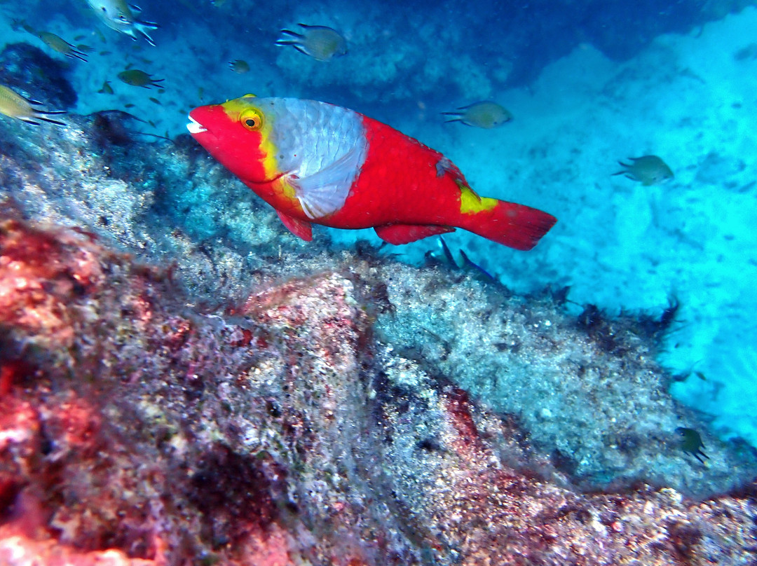 Buceo La Graciosa-Caleta de Sebo必去景点