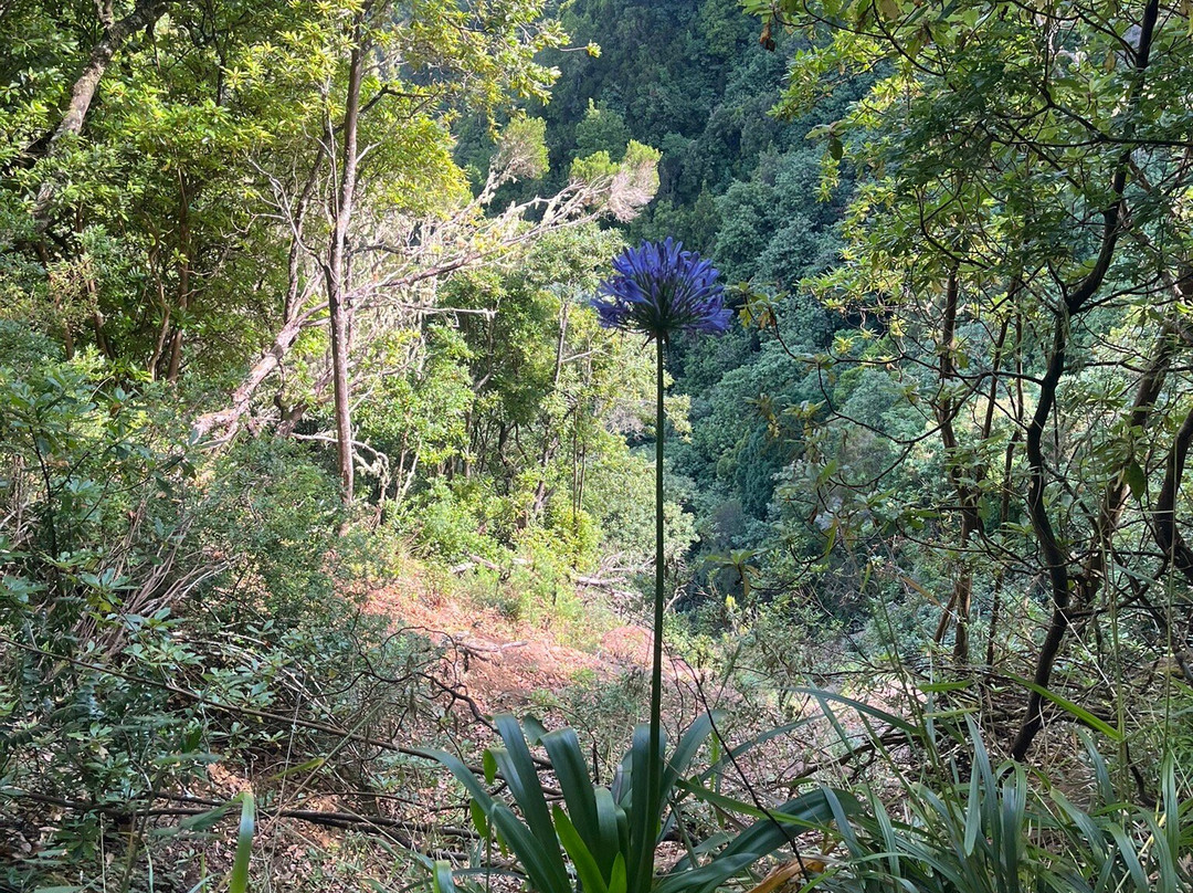 马德拉月桂树公园-马德拉群岛必去景点
