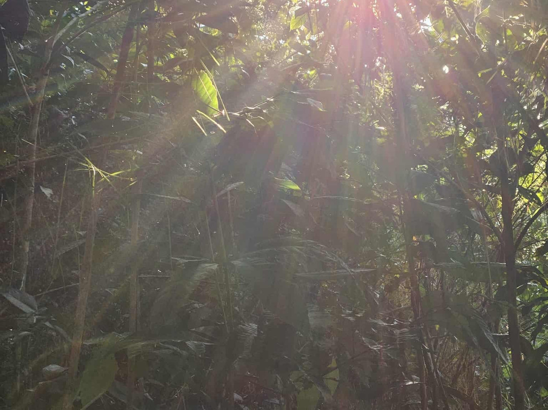 Psychonauta Foundation-伊基托斯必去景点