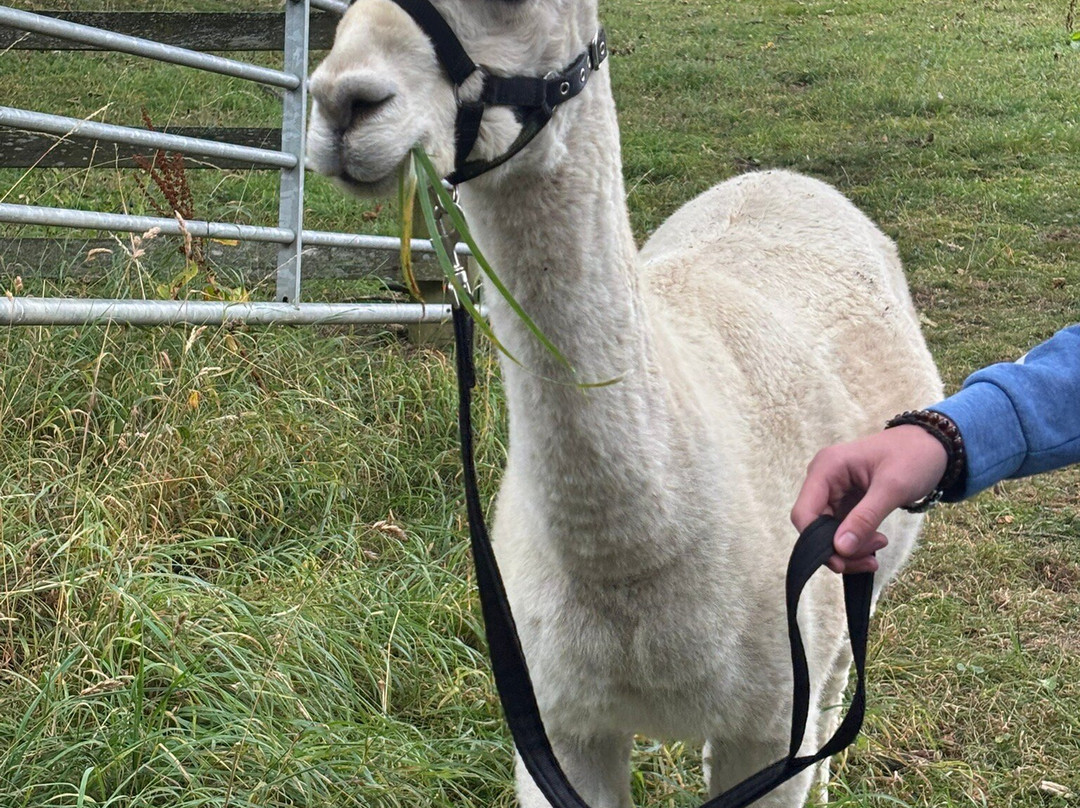 Teesdale Alpacas (Open by Appointment Only)-Barnard Castle必去景点