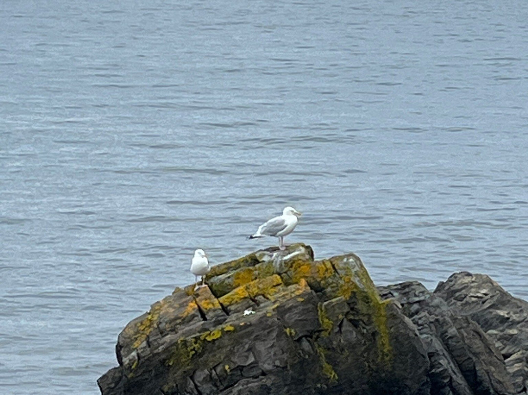 Molly Bawn Whale & Puffin Tours-Mobile必去景点