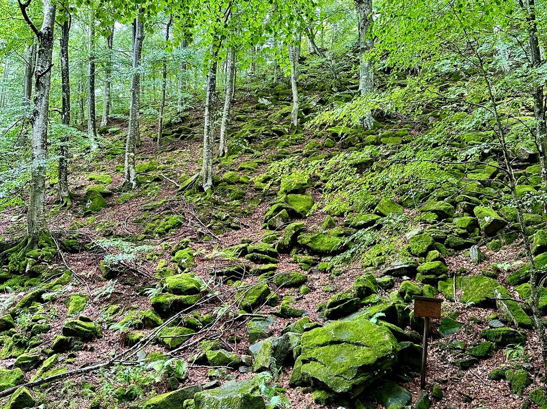 Foresta Biogenetica Di Pian Di Novello-Pian di Novello必去景点