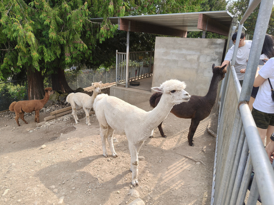 Cougar Mountain Zoo-伊瑟阔必去景点