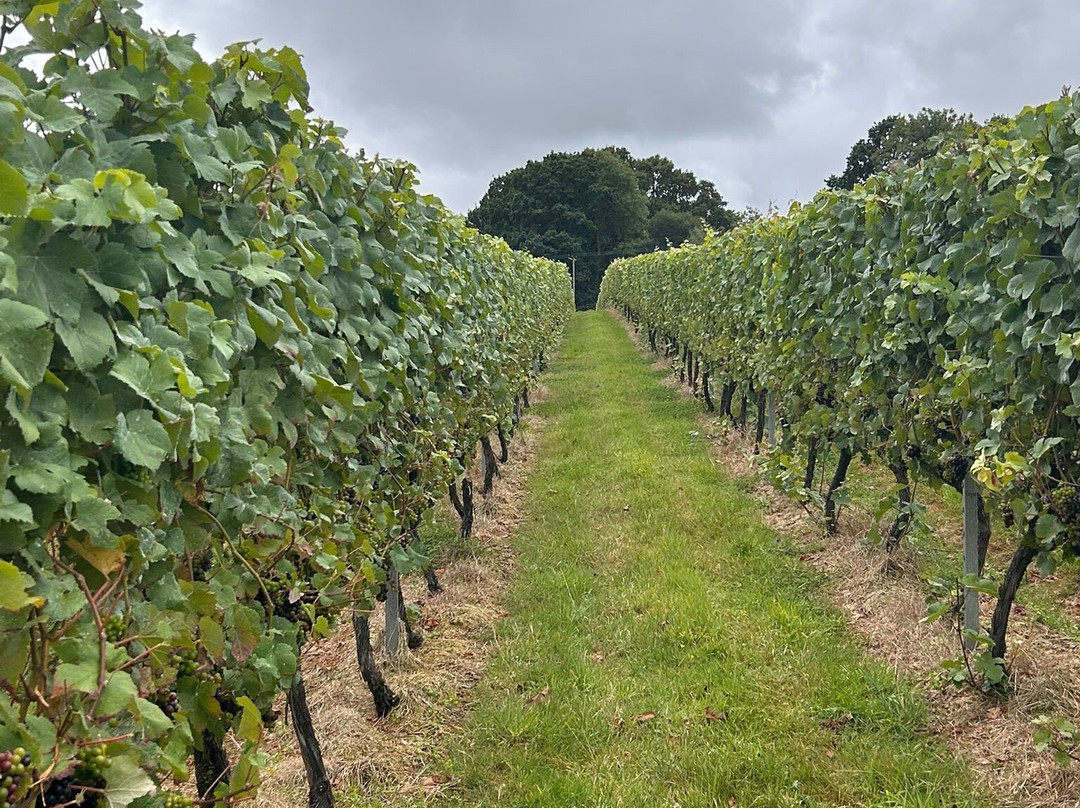 English Oak Vineyard-Lytchett Matravers必去景点