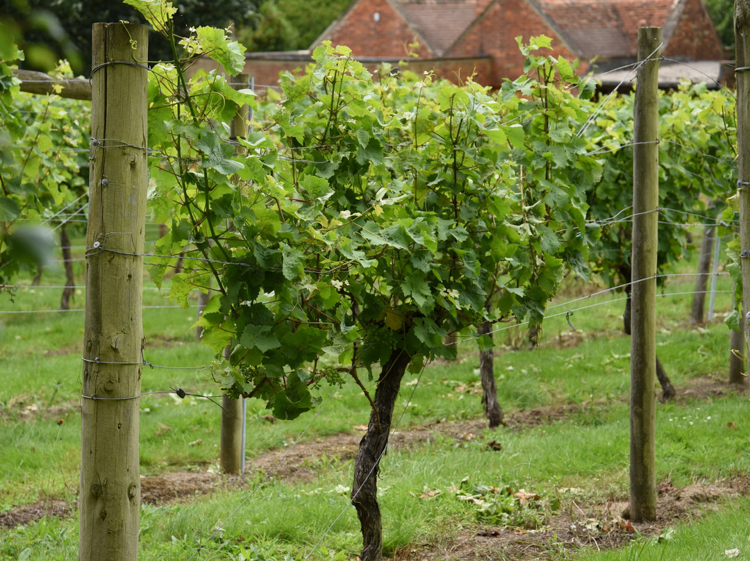 Stanlake Park Wine Estate-Twyford必去景点
