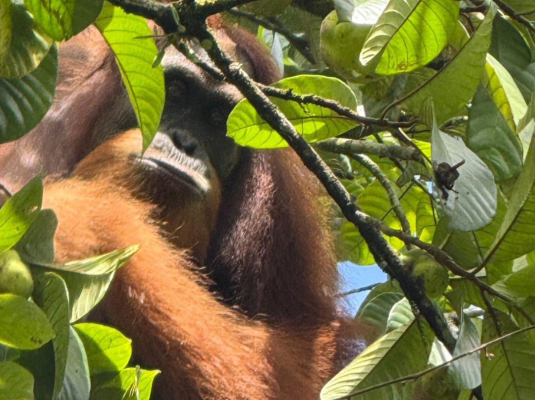 Jhony Jungle Trekking-Ketambe必去景点