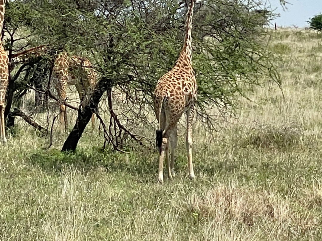 It Started in Africa-阿鲁沙必去景点