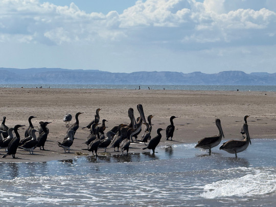 Xoc Baja Tours-拉巴斯必去景点