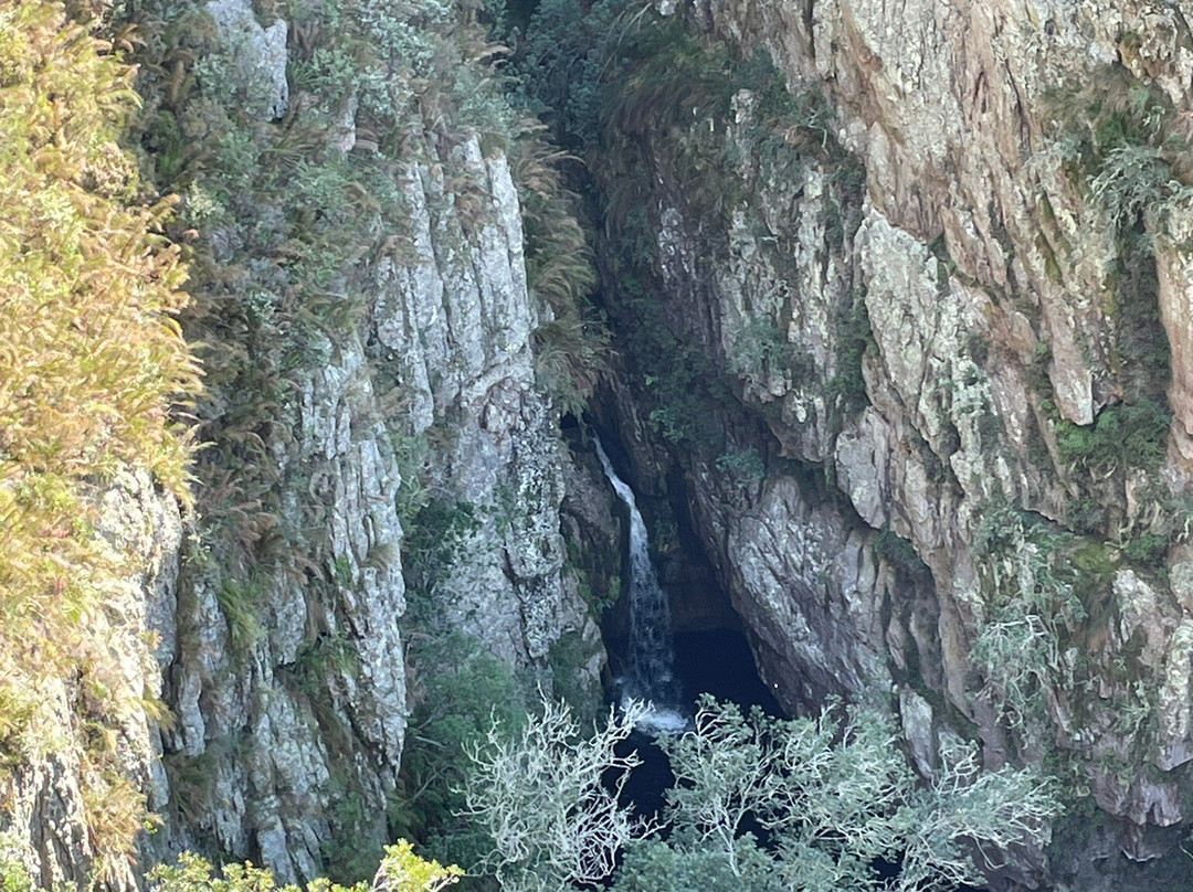 Cape Canopy Tour-Elgin必去景点