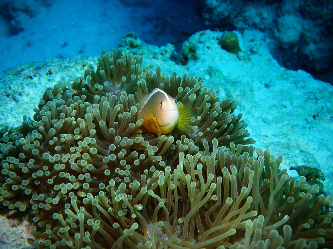 Tgi Diving Zanzibar-孥归必去景点