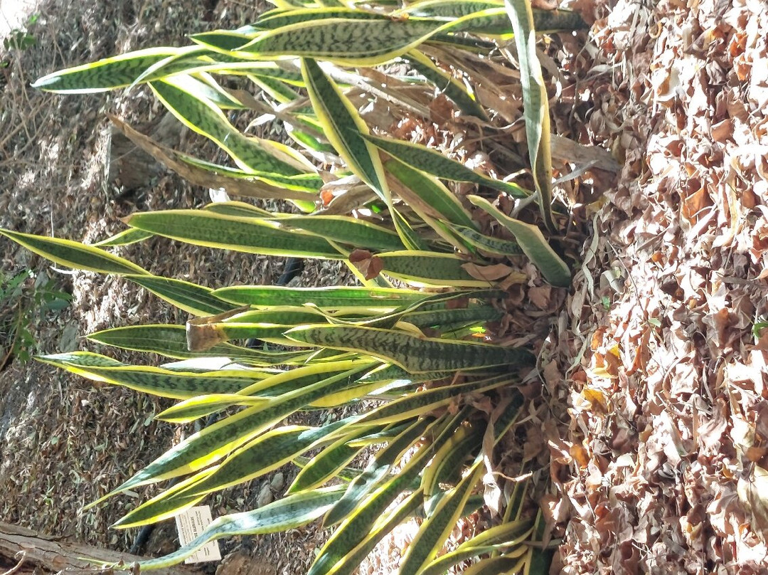 Botanical Park of Maspalomas (El Parque Botanico de Maspalomas)-马斯帕洛马斯必去景点