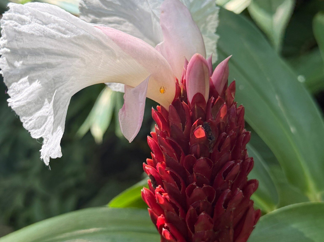 Harrison's Cave Eco-Adventure Park-Saint Thomas Parish必去景点