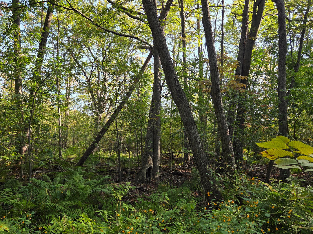 Westminster Ponds-伦敦必去景点